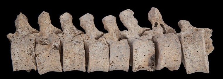 Vertebrae from the site showed burn marks.