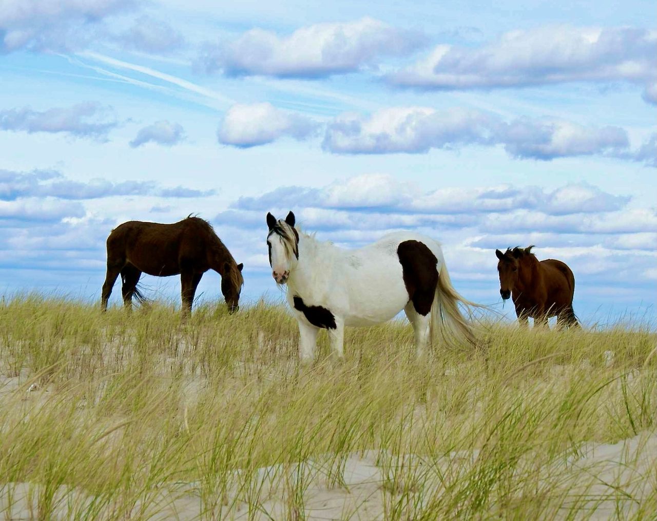 Chincoteague ponies such as this pinto named Bob (center) have lived on Assateague Island for centuries; a tooth from the Caribbean may help explain, finally, where they originated.