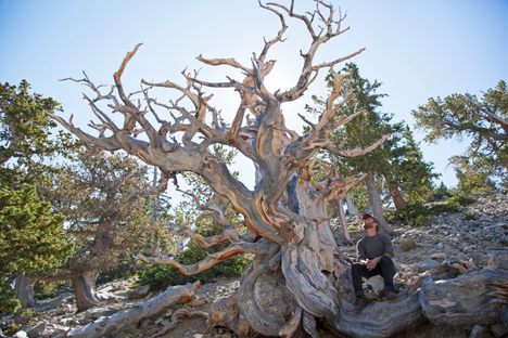 Meet Nevada’s Bristlecone Pines, Some of the Oldest Trees on Earth 