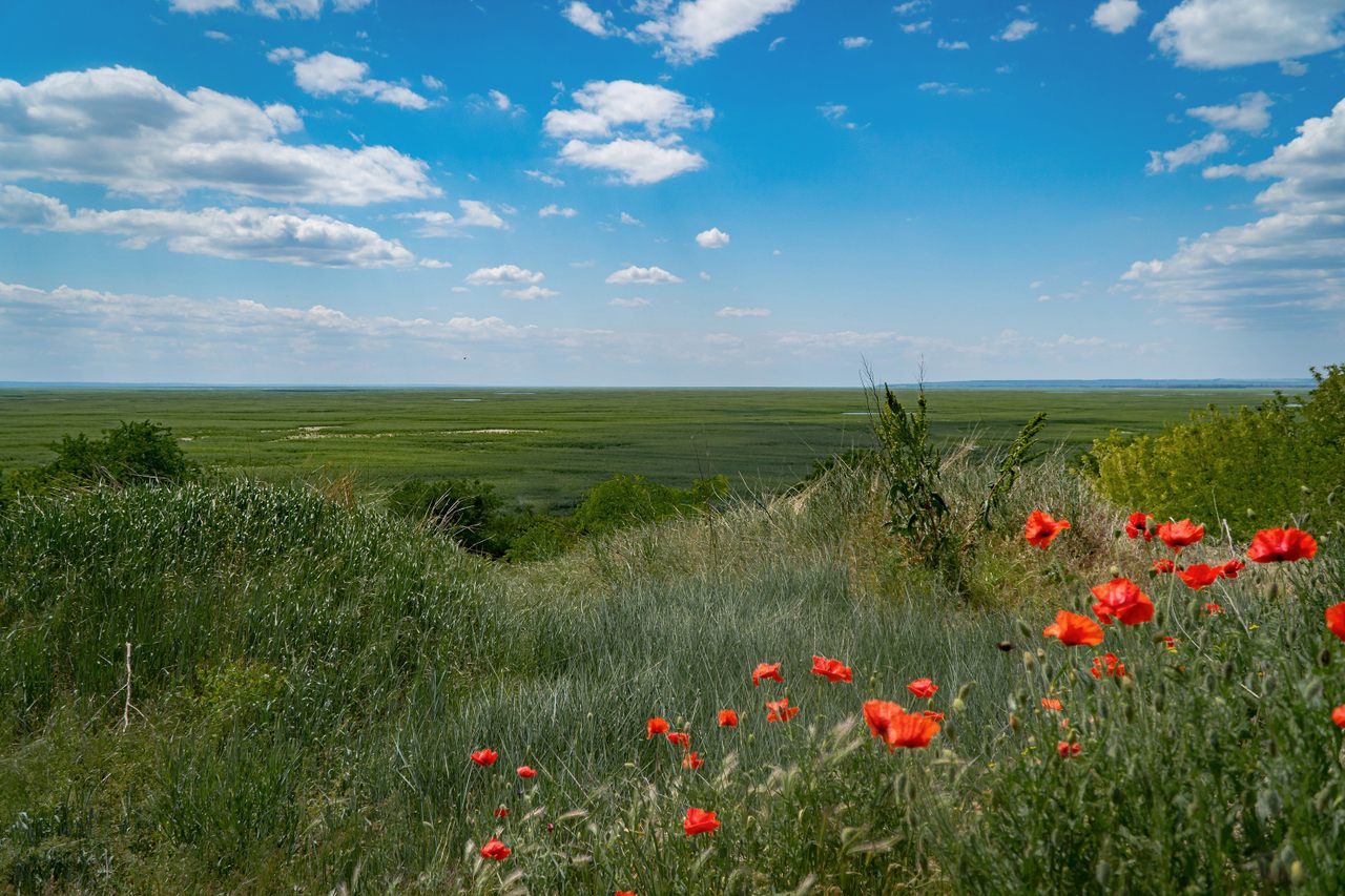 Photographed in May, less than a year after the June 2023 destruction of the Soviet-era dam, lands once submerged by the Kakhovka reservoir are covered in willows and other vegetation.