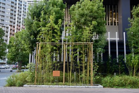 Bamboo