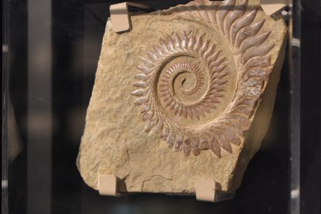 The bizarre jaw of the Helicoprion.