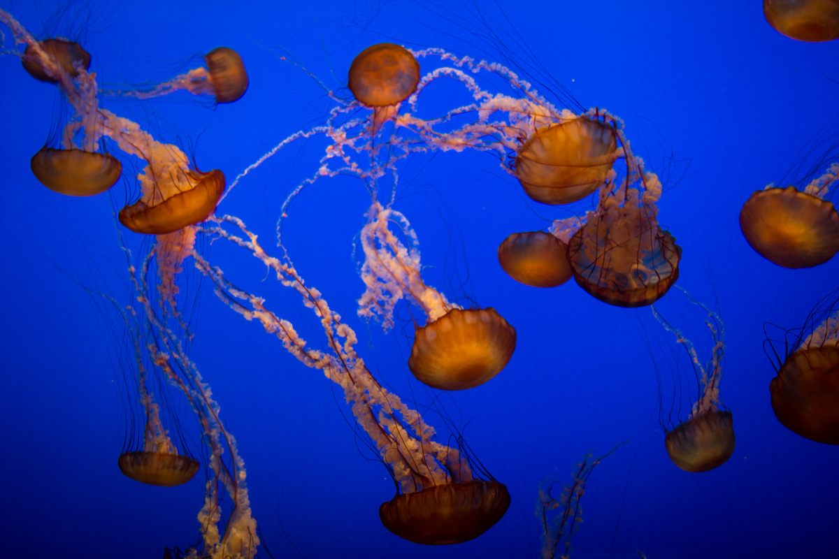 Go ahead: Watch the jellies at the Monterey Bay Aquarium, and let the relaxation wash over you.
