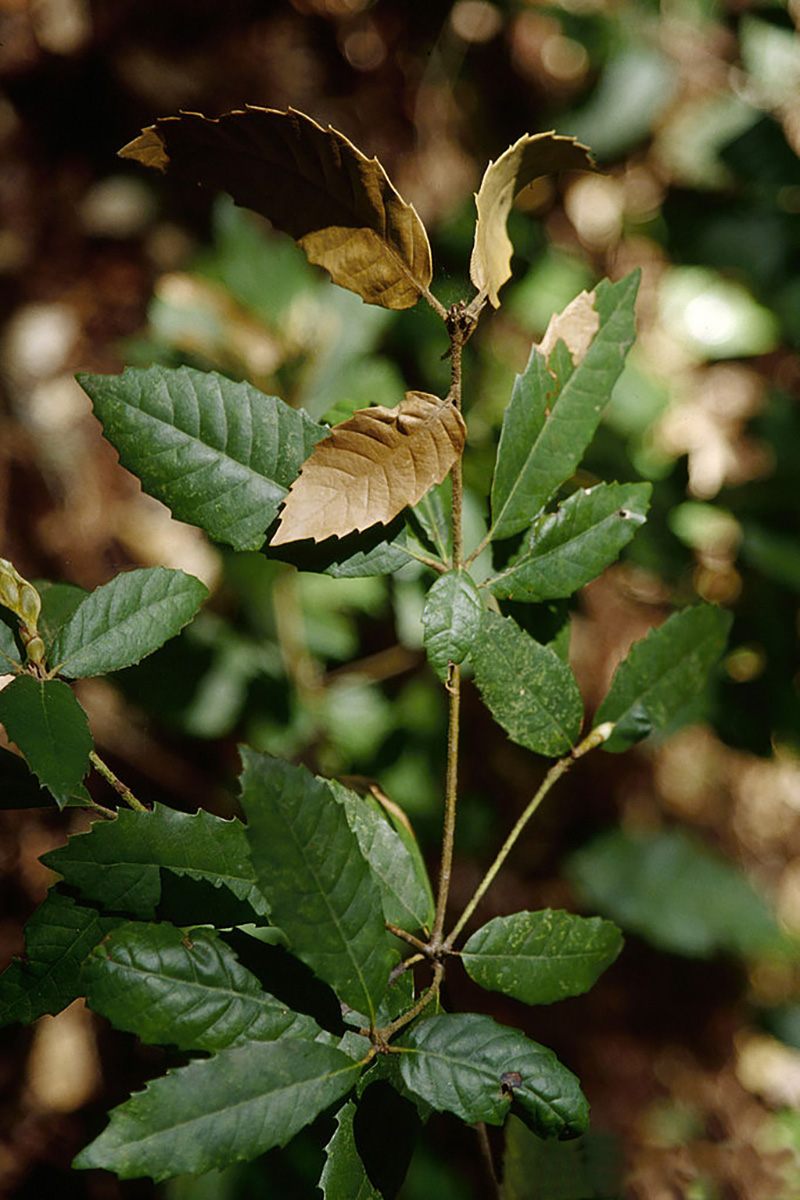 Notholithocarpus densiflorus foliage