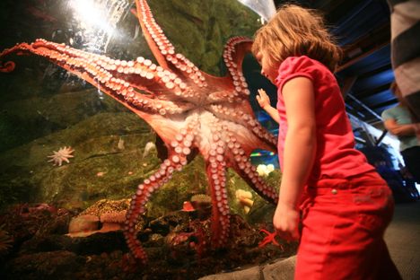 Why Scheduling Octopus Sex for Human Viewing Might Always Be A Bad Idea