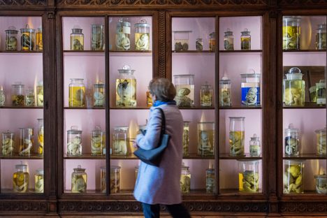 Anatomical Museum in Naples