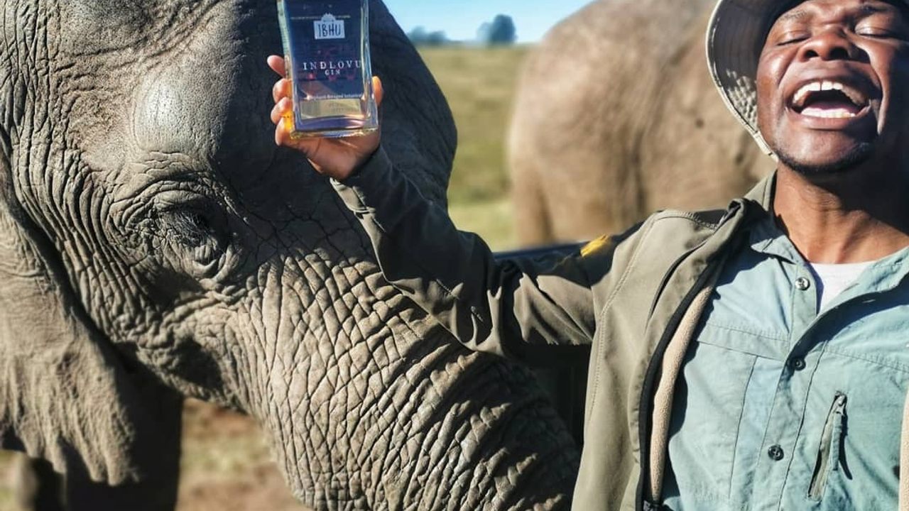A South African Couple Has Turned Elephant Dung Into Award ...