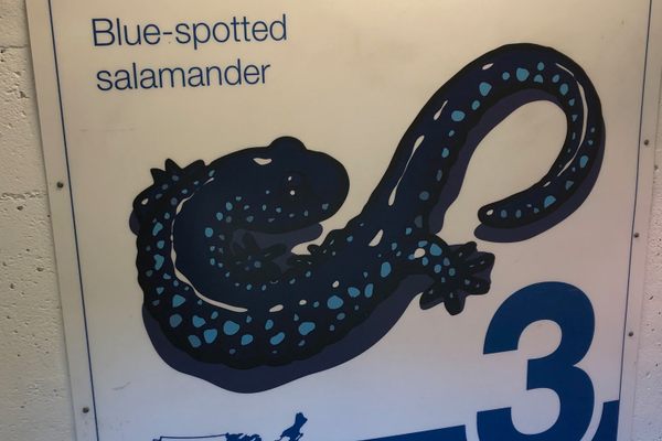 Blue-Spotted Salamander illustration on level 3.