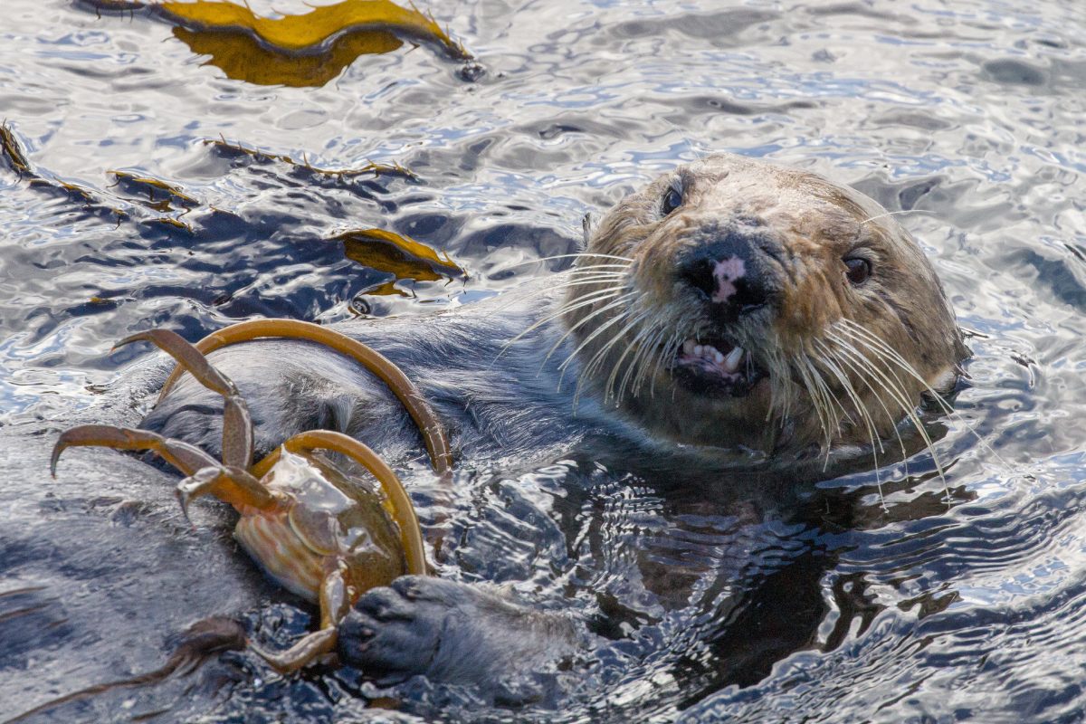 are otters canines