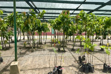 The cocoa museum shows various ailments cacao trees can get.
