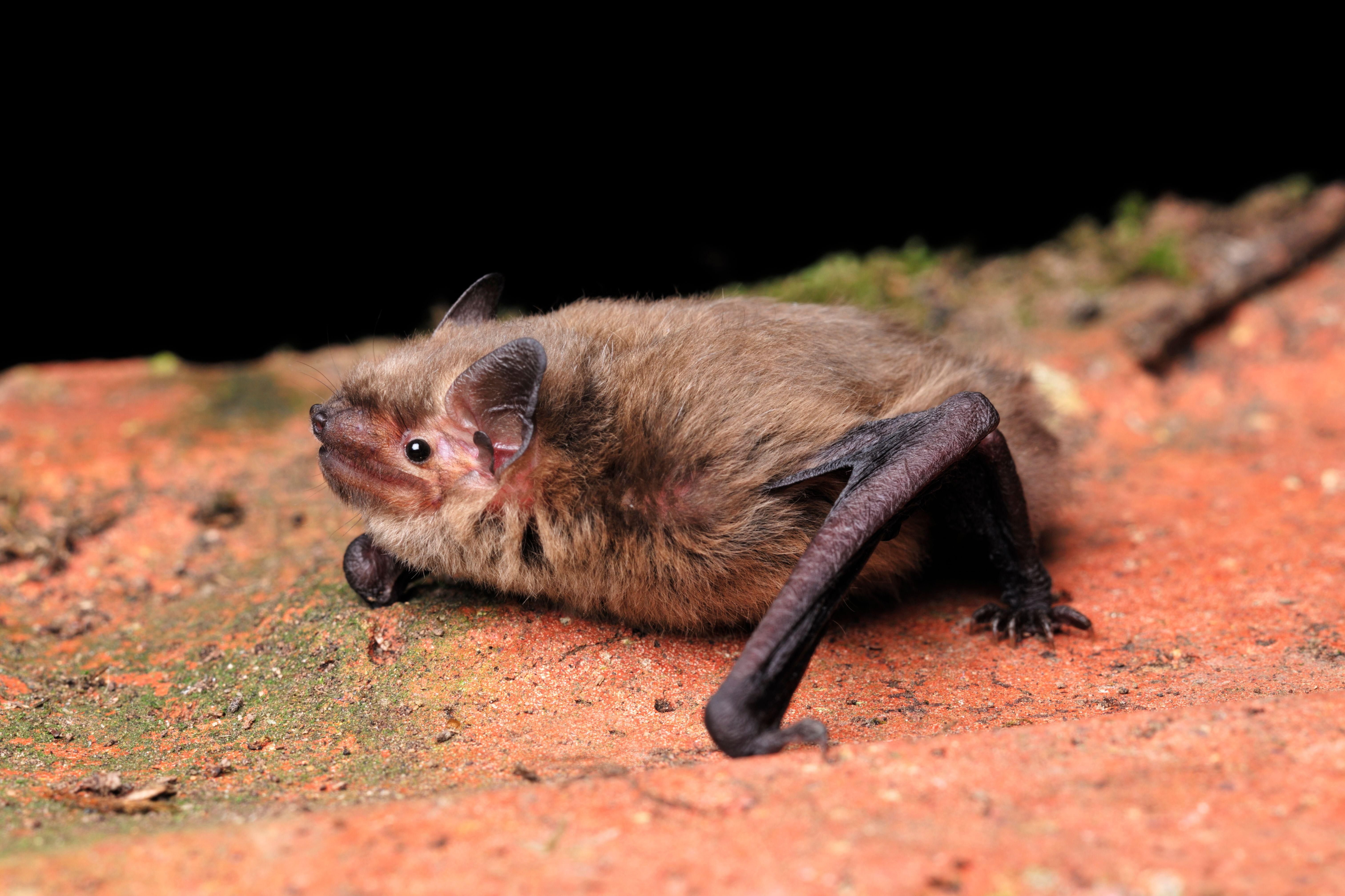 The soprano pipistrelle, pictured here in Scotland, is one of the species that lives in the library.