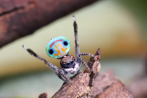Watch This Tiny Rainbow Peacock Spider Dance the Performance of His Life