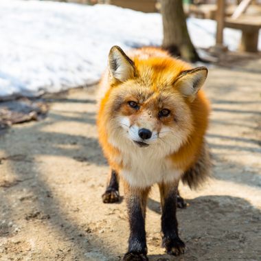 Zao Fox Village