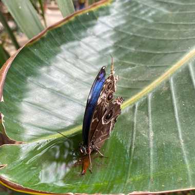 A butterfly drinking from a leaf inside the Pavilion.