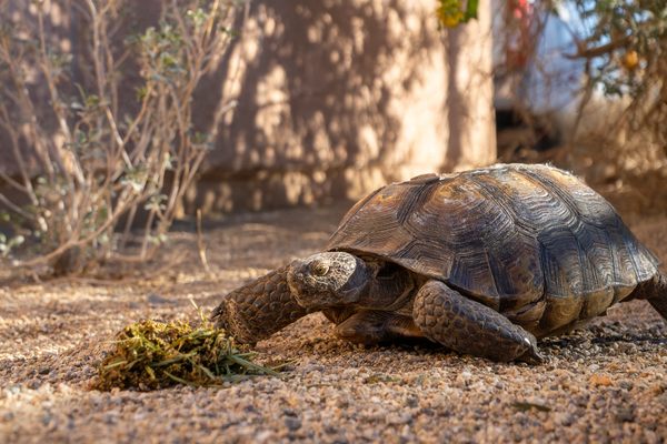 Desert tortoises have seen a lot—as a species, at least. This one, Rocky, was injured and rescued by wildlife biologists. 