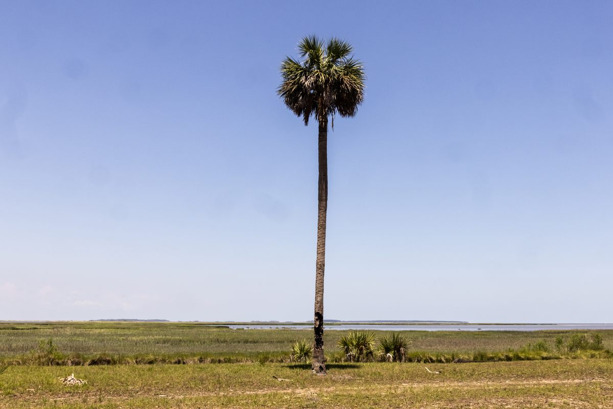 A long palmetto on Ossabaw Island.