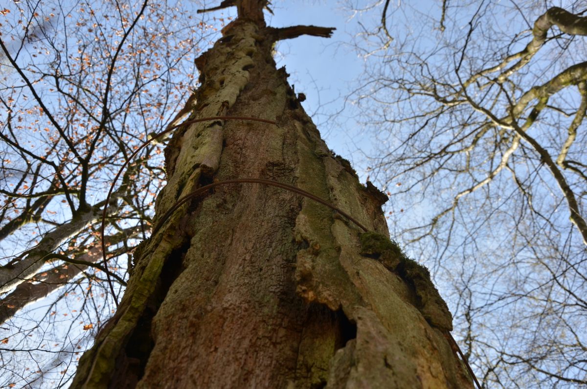 "Survivor trees" are relics from the time of the battle. Bats often roost in their hollow trunks.
