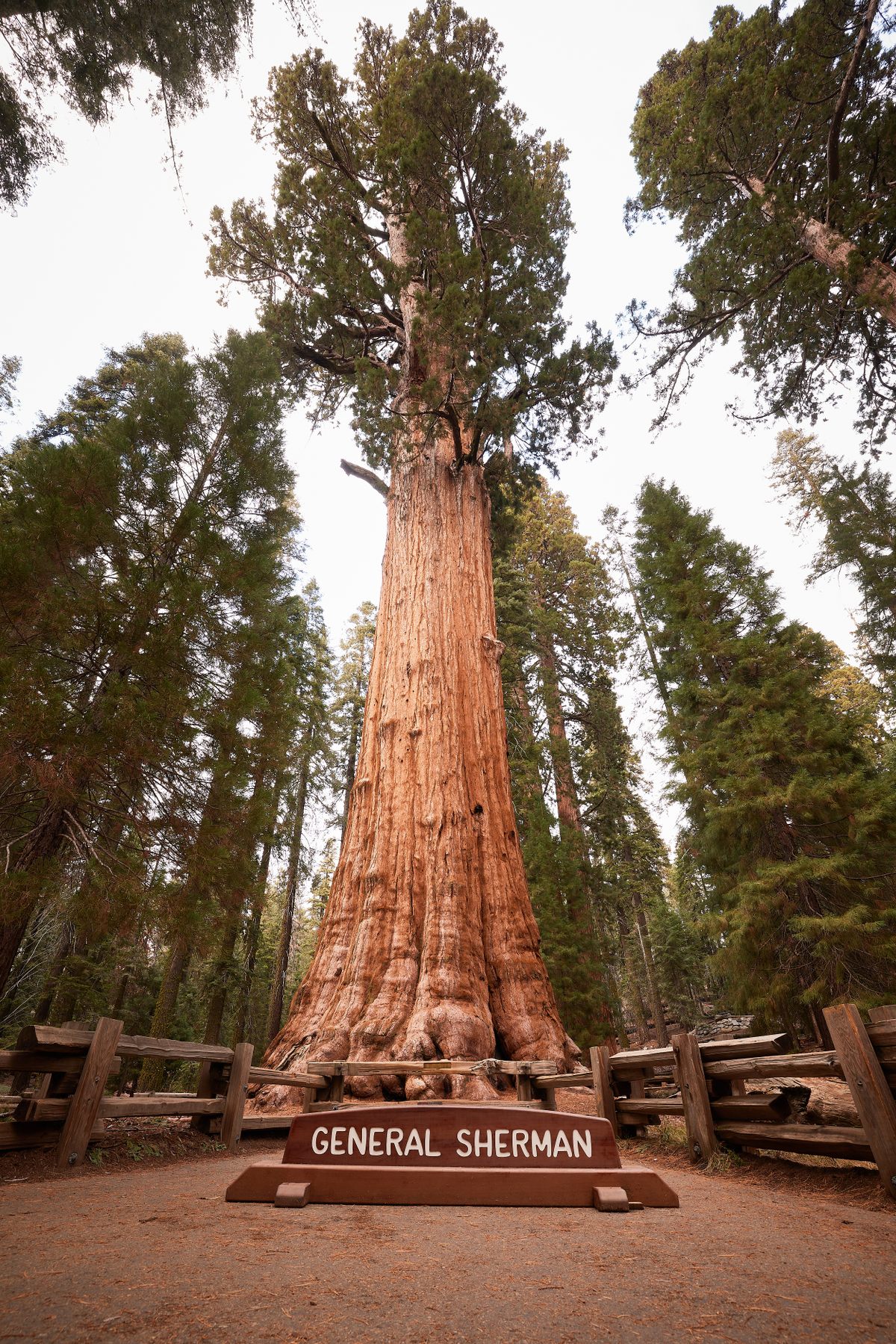 This tree has been growing taller for over 2,000 years.