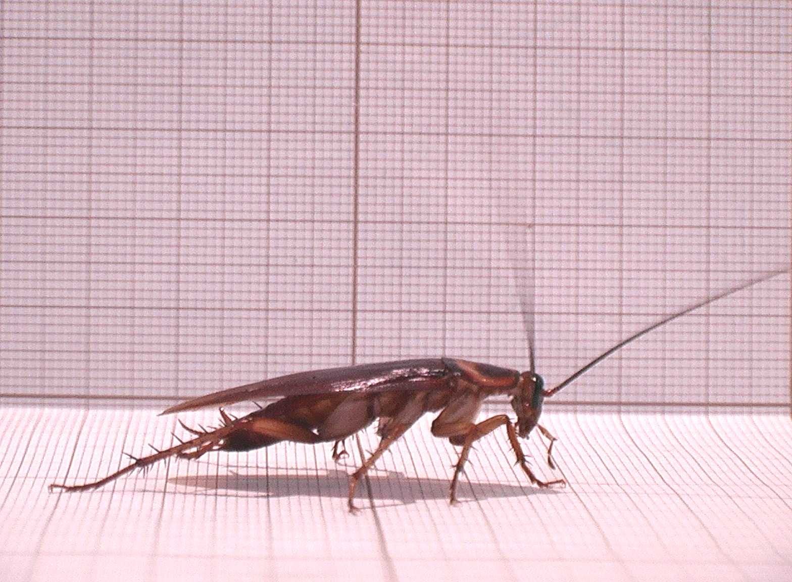 A cockroach.