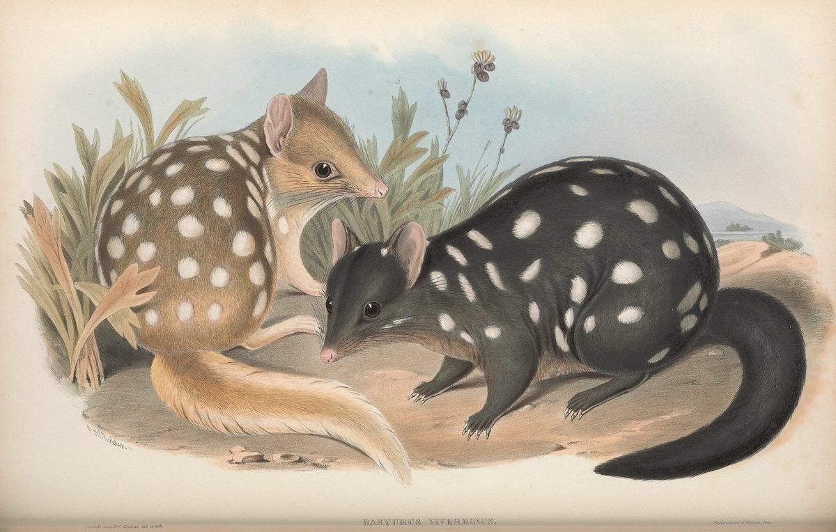 Two Eastern quolls, whose habitats were heavily affected by the recent bushfires.