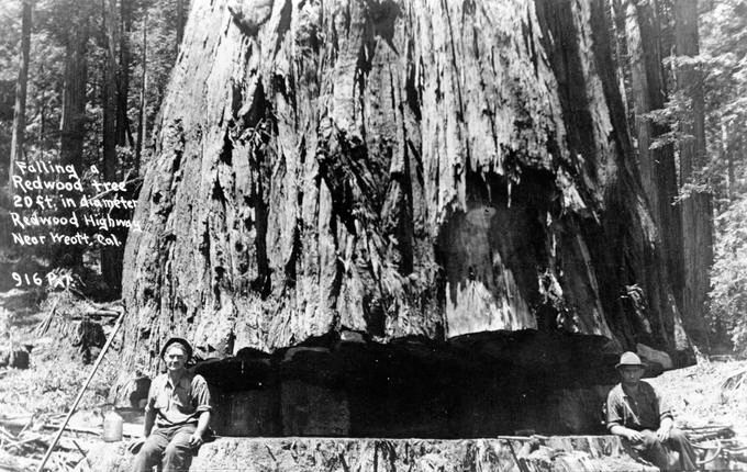 Vintage Photos of Lumberjacks and the Giant Trees They Felled