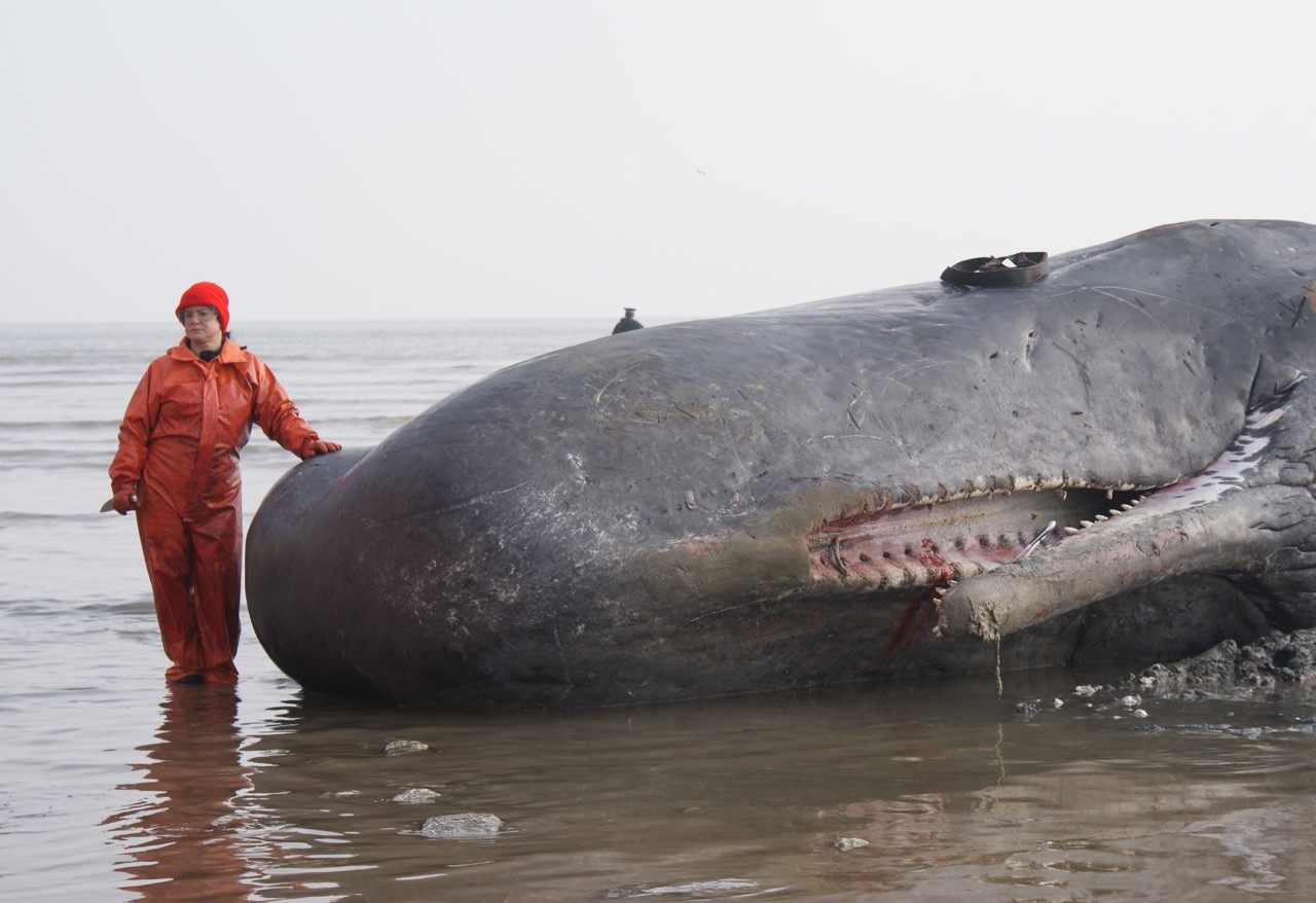 The Heart-Racing Drama of Dissecting a Beached Whale - Atlas Obscura