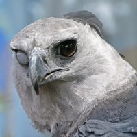 Profile image for eaglecrash