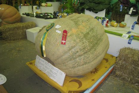 Alaska State Fair Giant Fruits and Vegetables