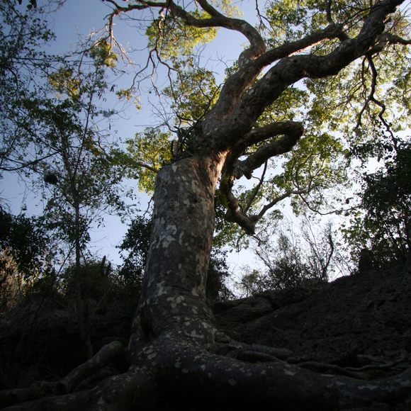 Rare Trees In Puerto Rico