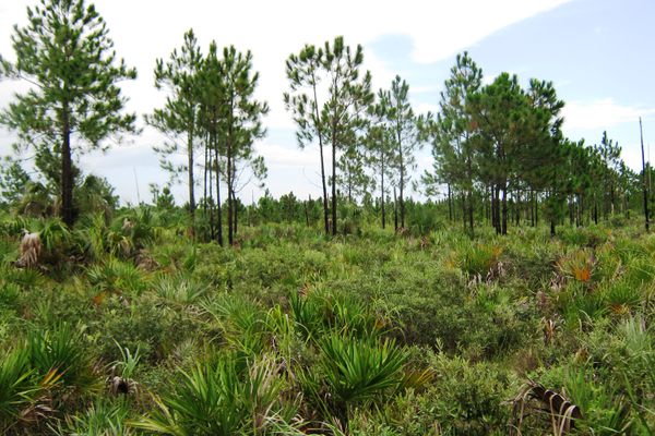 Welcome to the pine rocklands, one of the world's most endangered habitats.