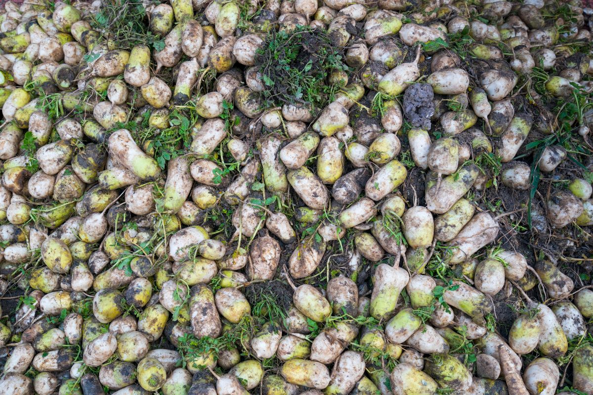 A mass of raw materials, ready for Jarramplas.
