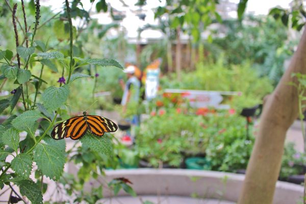 Butterfly garden.