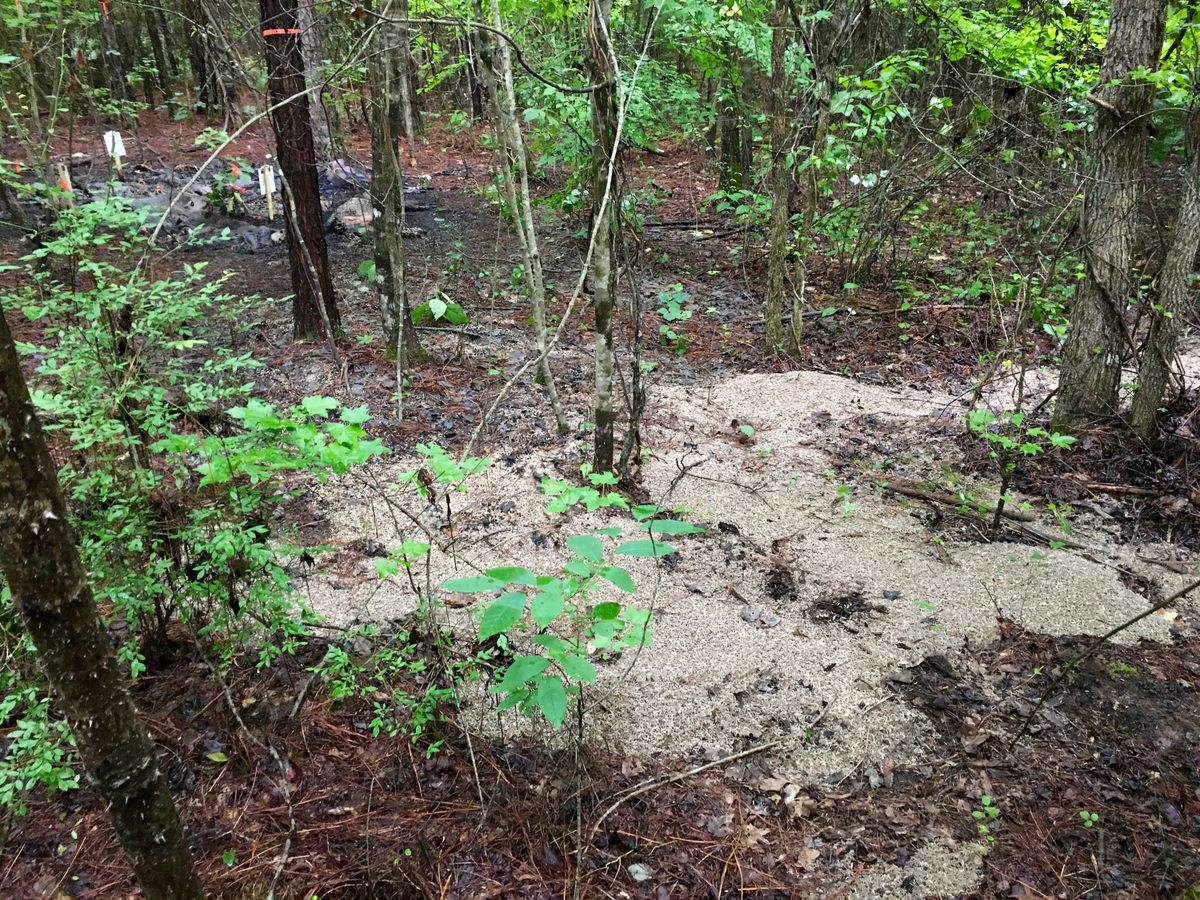 A 2016 experiment in a Mississippi forest resulted in a "river of maggots."