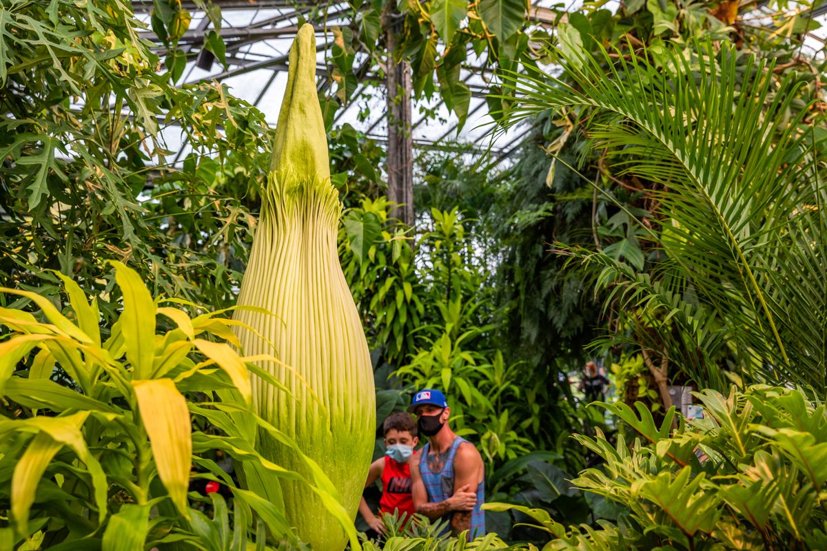 Sprout drew interested guests to Longwood as the plant grew to more than 77 inches tall before it unfurled its beautiful burgundy spathe—and unpleasant stench.