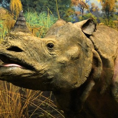 Closeup of one of the rhinos. 