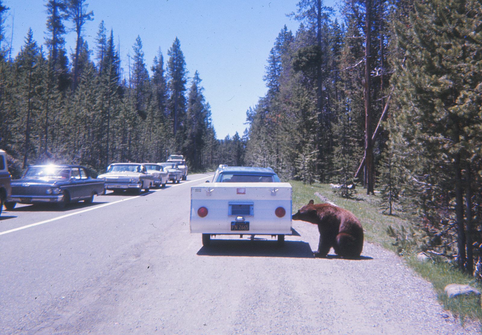A Yellowstone bear sniffs at a trailer in 1967.