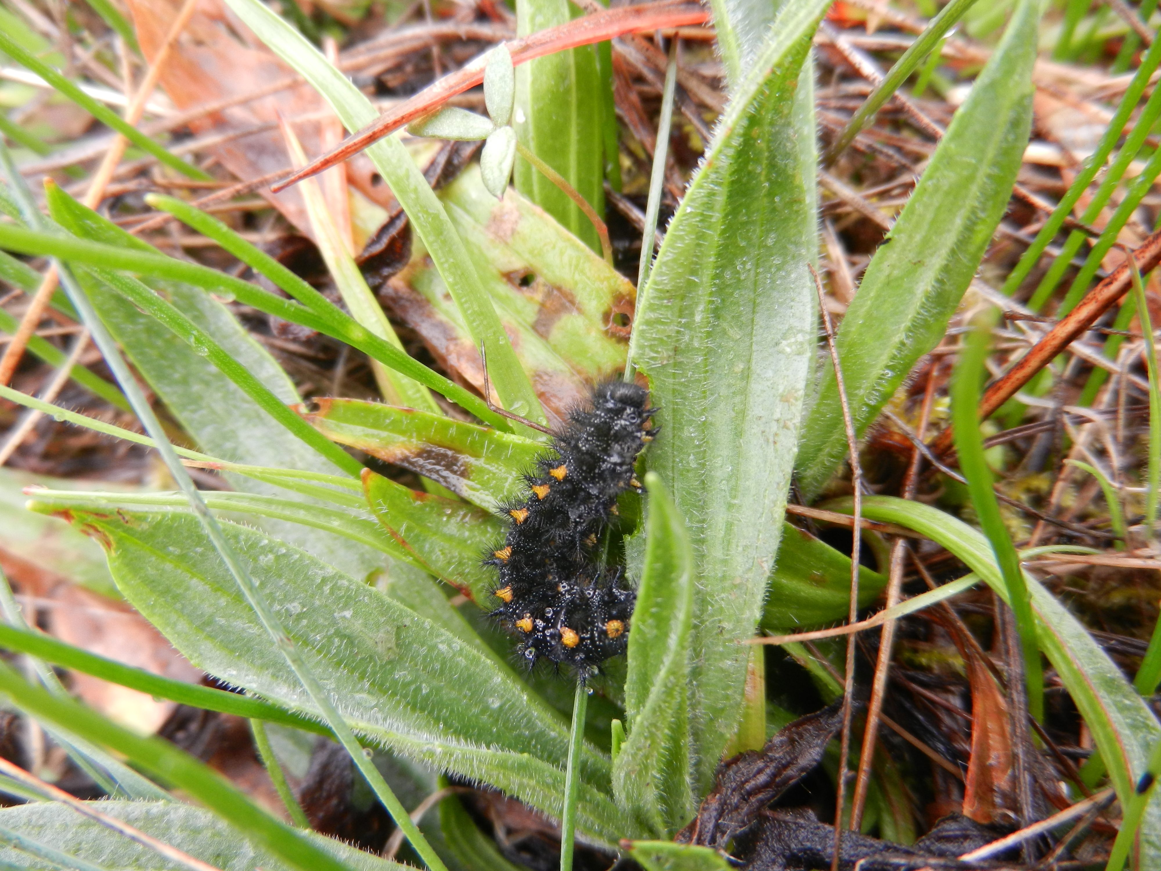 A caterpillar, just released back into the wild.