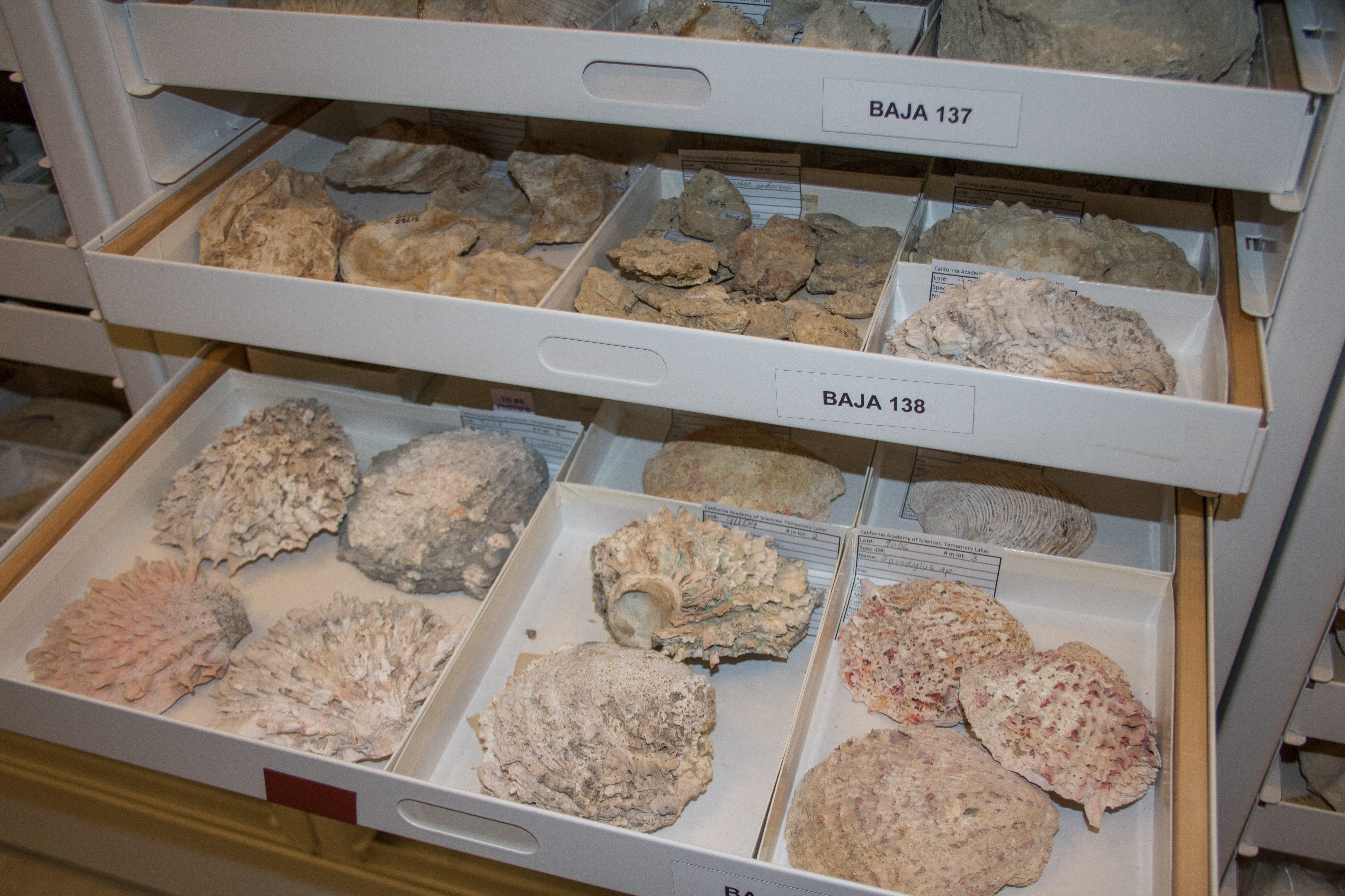 A smattering of the California Academy of Science's fossil collection.