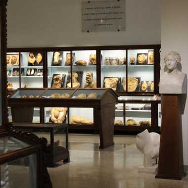 The Museum of Pathological Anatomy of the University of Florence