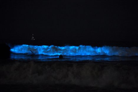 Bioluminescent waves crashed onto Venice Beach on May 6, while California was starting to relax shelter-in-place restrictions.