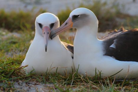 Fleeting Wonders: A 64-Year-Old Bird Becomes a Mother Again