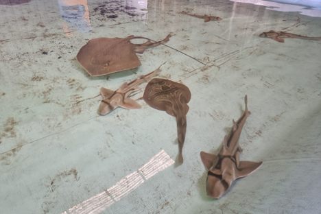 The Shark and Ray Rescue Centre