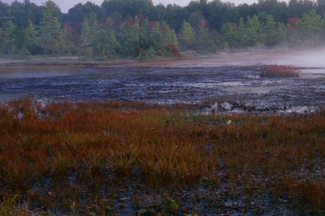 Ponemah Bog Wildlife Sanctuary