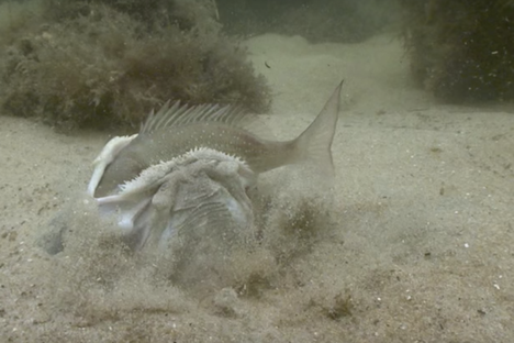Watch a Terrifying Stargazer Fish Ambush its Prey to Upbeat Jazz