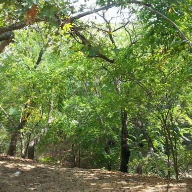 Plane tree next to the streambed.