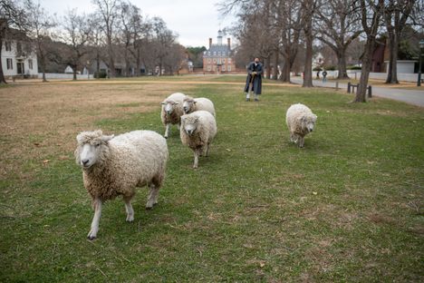 Sheep at Colonial Williamsburg on a sunny day.