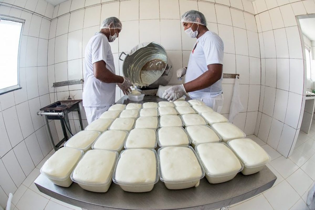Making the cheese at São Victor.
