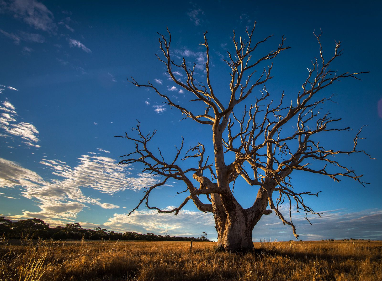 A tree in Australia.