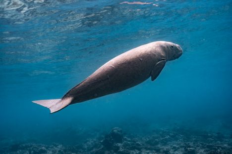 A dugong displays the telltale "smile."