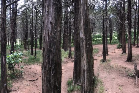 Parallel Forest 